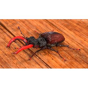 3D model Lucanus Cervus Stag Beetle Rigged